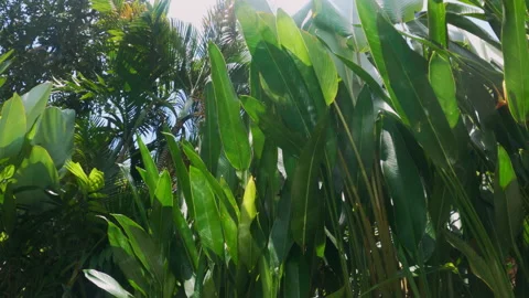 Light in shape of caustic curves making a beautiful pattern of sundogs on green Stock Footage 233974404