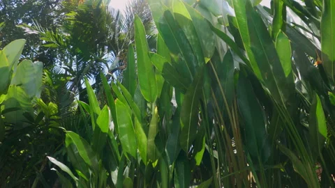 Light in shape of caustic curves making a beautiful pattern of sundogs on green Stock Footage 234216897