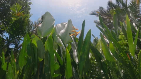 Light in shape of caustic curves making a beautiful pattern of sundogs on green Stock Footage 234382253