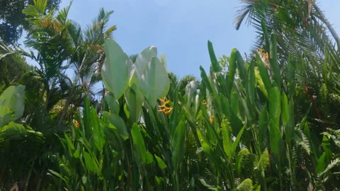 Light in shape of caustic curves making a white pattern of sundogs on green Stock Footage 234538653