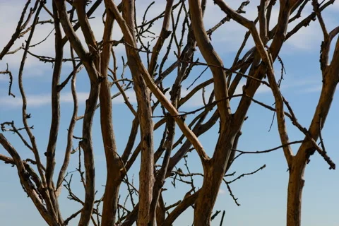 Light shifting over tree branches time lapse 6K Video stock 58036773
