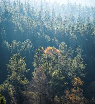 The light shines on the edges of the pine leaves Stock Photos