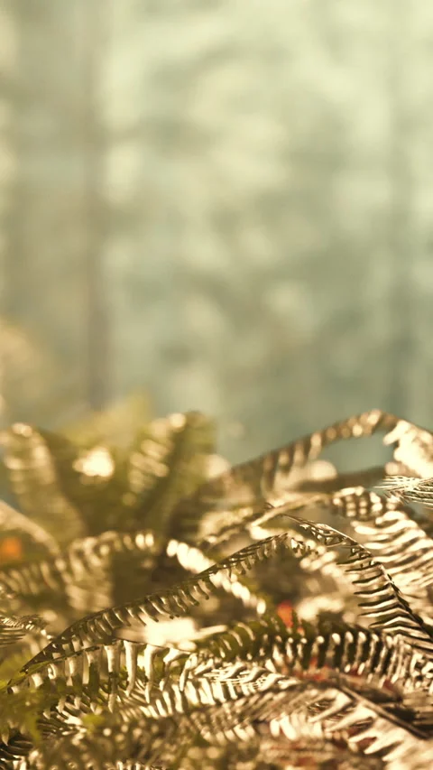 Light shines on ferns in a forest during the afternoon hours Stock Footage 346673447