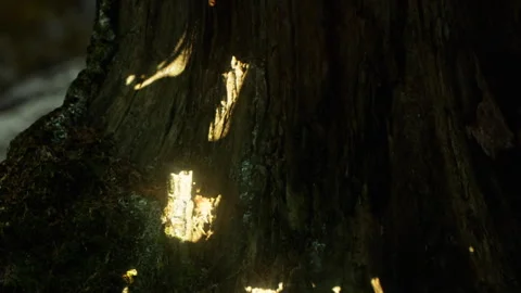 Light shines on the surface of a tree trunk in a forest area Stock Footage 340624577