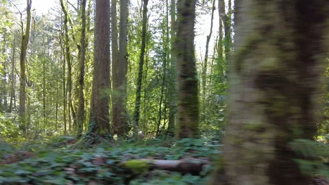 Light Shines Into Temperate, Lush Forest in Oregon Stock-Footage 172265699