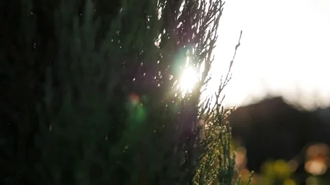 The light shines through the branches of a cypress tree.autumn sun Stock-Footage 82354085