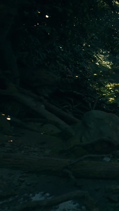Light shines through dense trees onto a large rock in the forest Stock Footage 342181391