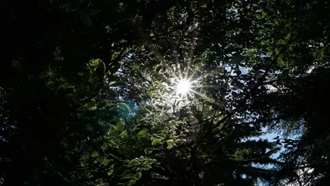 Light shines through the foliage of the trees Stock Footage 138597389