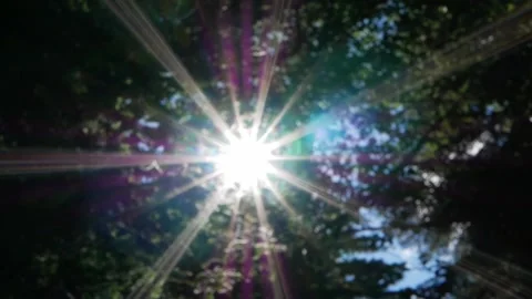 Light shines through the foliage of the trees Stock Footage 138597391