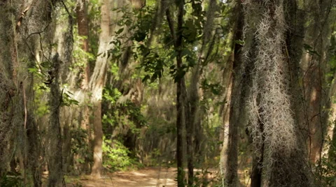 Light shines through a forest onto trees and a hiking path Stock Footage 46815082