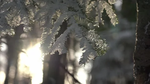 Light shines through snow covered branches in a winter forest at sunrise Video stock 327590993