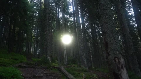 Light shines through trees in a forest during evening hours creating shadows Stock Footage 329033365