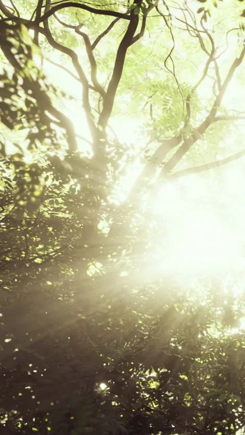 Light shines through trees in a forest during early afternoon hours 库存影片 335098918