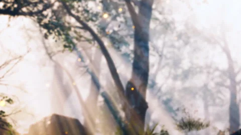 Light shines through trees in a forest during morning hours Stock Footage 340628300