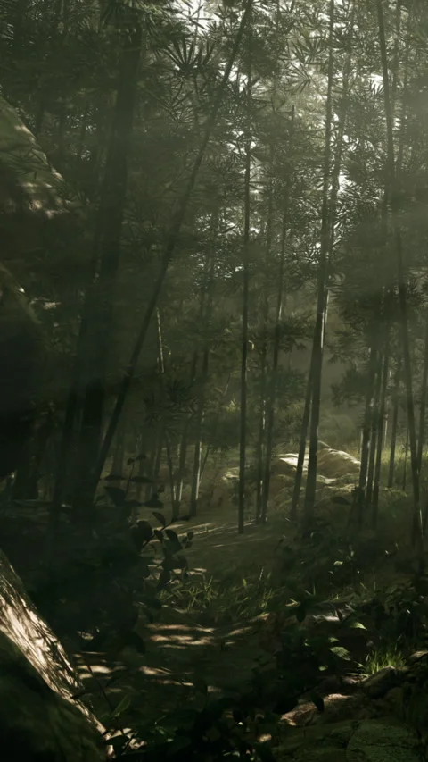 Light shines through trees in a forest with rocks and green plants Stock Footage 341982950