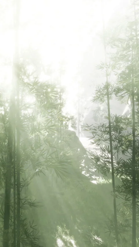 Light shines through trees in a forest during a foggy morning Stock Footage 341983582