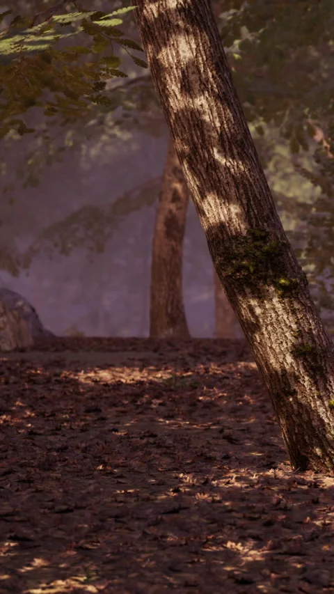Light shines through trees in a forest with rocks and leaves on the ground Stock Footage 342110856