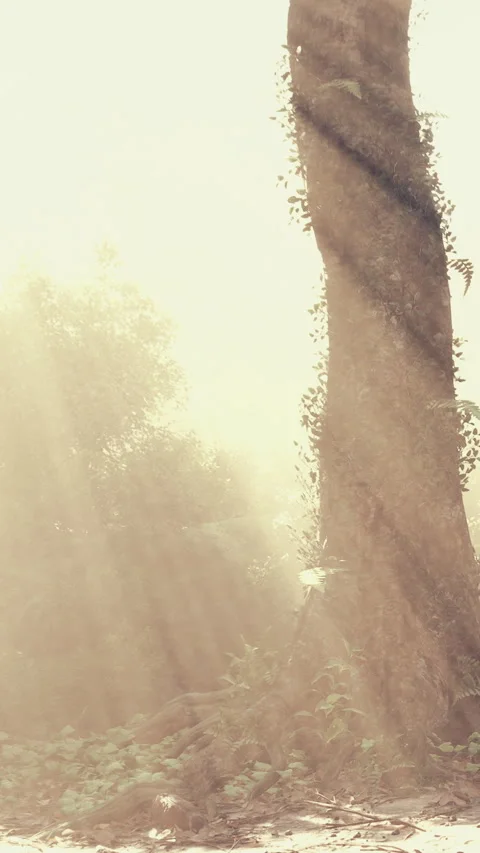 Light shines through trees in a forest during morning hours Stock Footage 342153652