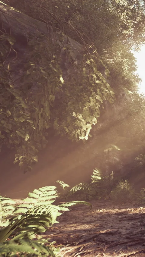 Light shines through trees in a forest during the early morning hours Stock Footage 342155401