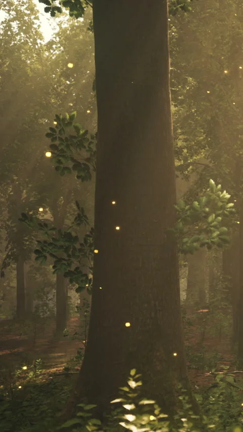 Light shines through trees in a forest with floating particles in the air Stock Footage 342181189