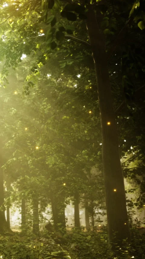Light shines through trees in a forest during early morning hours Stock Footage 342191802