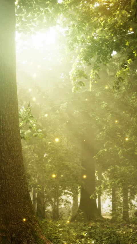 Light shines through trees in a forest during the day near a path Stock Footage 342192151
