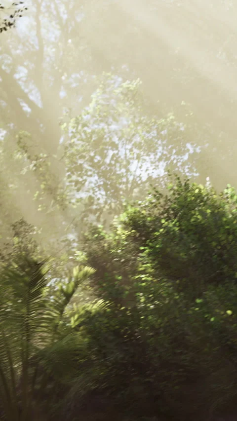 Light shines through trees onto green plants in a forest during daylight Stock Footage 342113242