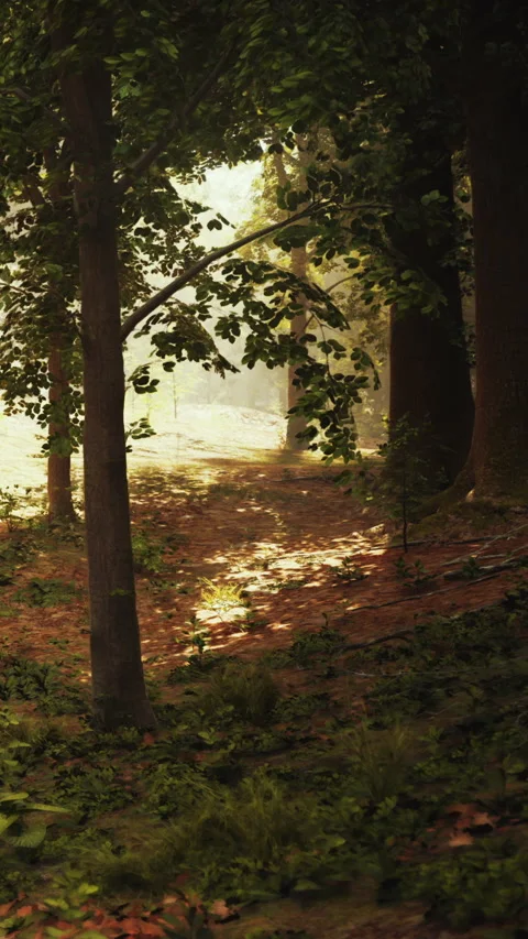 Light shines through trees on a path in a forest during the day Stock Footage 342340254