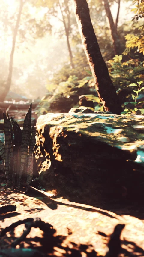 Light shines through trees on a rock in a lush forest during the day Stock Footage 340648750