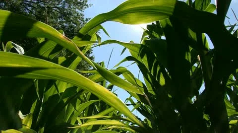 Light shines thru Corn - Lens Flare Video stock 11552617