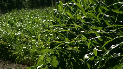 Light Shines Thru Rows of Corn Stock Footage 11536350