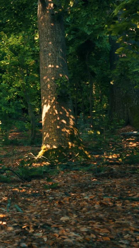 Light shines on the tree trunk in the forest during daytime hours 스톡 동영상 342188730