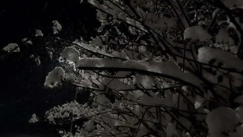 A light shining behind snowy tree branches Video stock 325815325