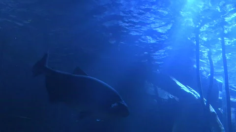 Light Shining from Bottom of Ocean Stock Footage 582999