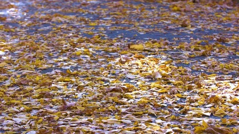 Light Shining Down onto Fall Leaves Covering a Road Stock Footage 97724784