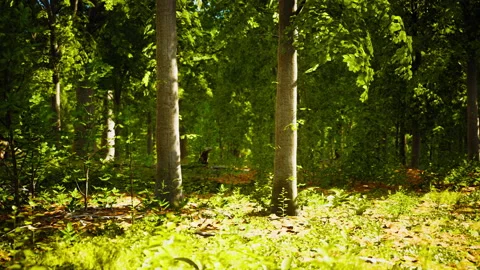 Light shining down in nature Stock Footage 229839169