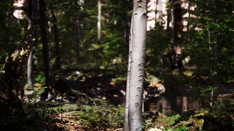 Light shining down in nature Vídeo Stock 233909015