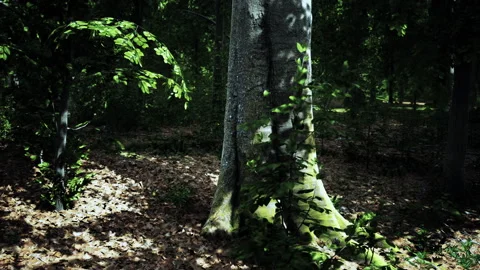 Light shining down in nature Stock Footage 236323792