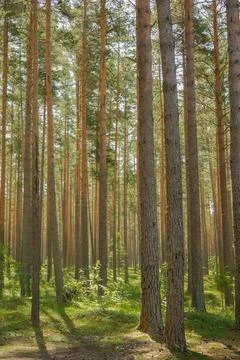 Light shining down in nature forest Stock Photos