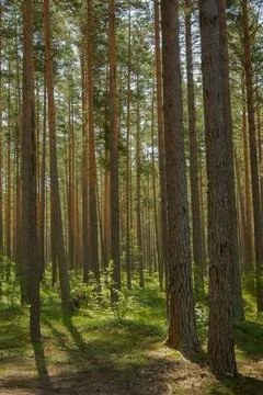 Light shining down in nature forest Stock Photos