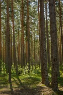 Light shining down in nature forest Stock Photos