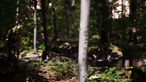 Light shining down in nature 스톡 일러스트