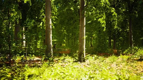 Light shining down in nature 스톡 일러스트