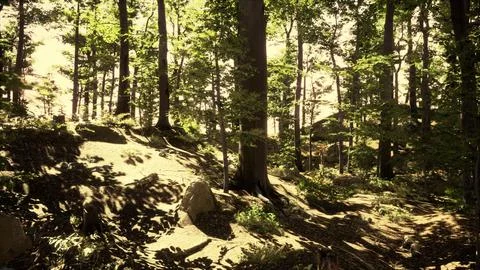 Light shining down in nature 스톡 일러스트