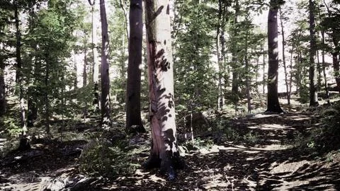 Light shining down in nature 스톡 일러스트