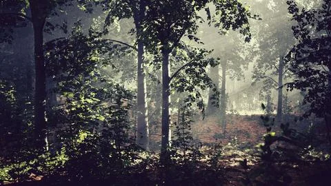 Light shining down in nature Stock Illustration