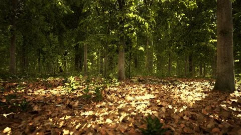 Light shining down in nature 스톡 일러스트