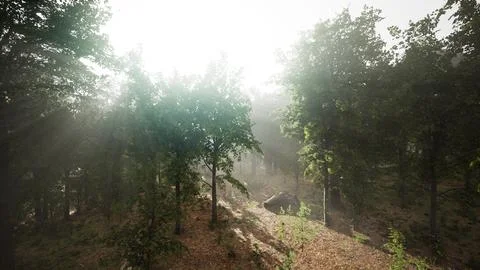 Light shining down in nature Stock Illustration