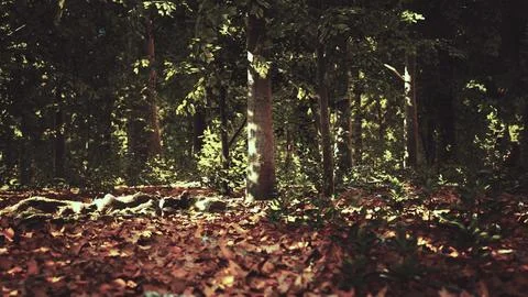Light shining down in nature 스톡 일러스트