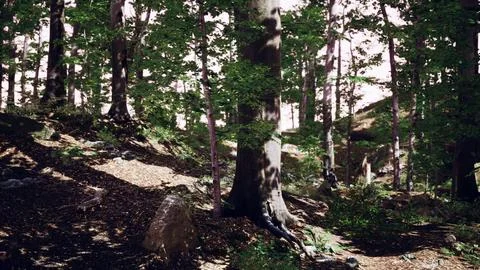 Light shining down in nature 스톡 일러스트